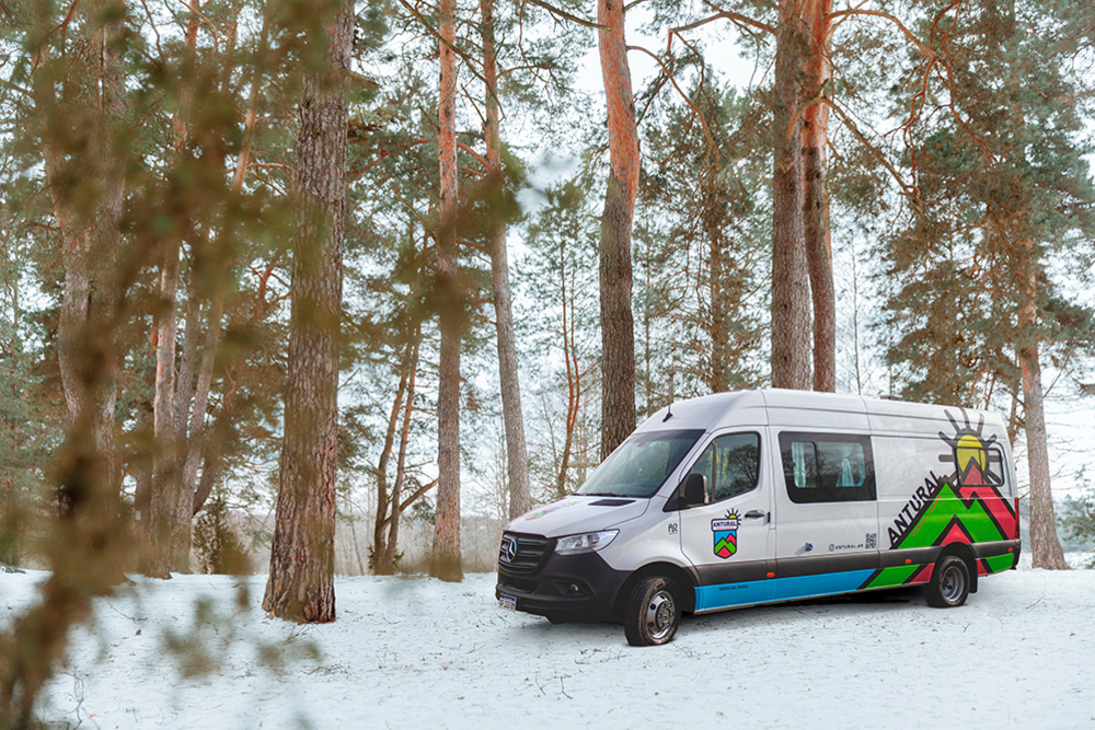 Viaje Bosque coniferas del Sur
